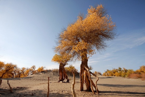 Beneath a clear blue sky, a lonely stretch of sandy soil is punctuated by twisted poplar trees with yellowed leaves and twisted roots visible above the soil.