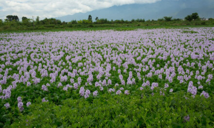 Photo: 野花 Wild flowers, by Feng Zhong