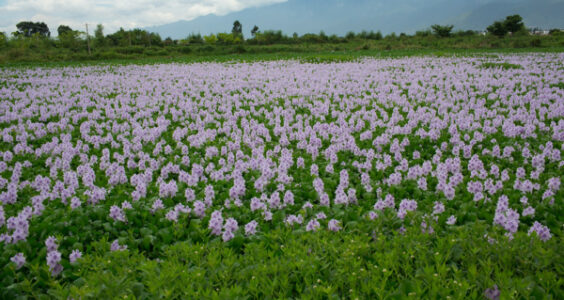 Photo: 野花 Wild flowers, by Feng Zhong