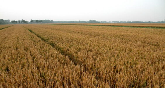 Photo: 麦田, Wheat Field, by FloraFeb