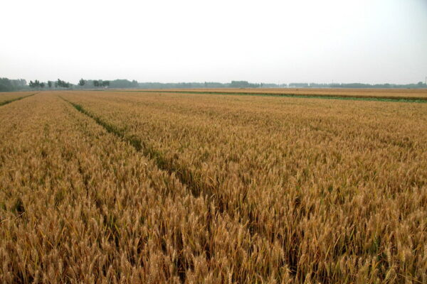 A vast field of wheat in Shandong stretches into the distance, where a line of trees and hills are faintly visible.