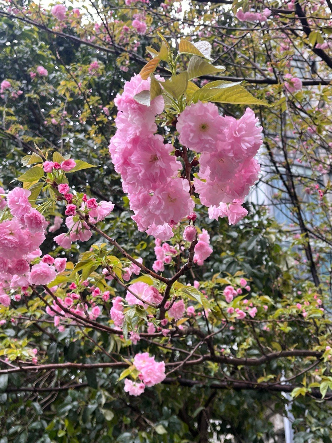 A photo posted by a visitor to Li Wenliang’s Wailing Wall shows a close-up of several branches of a cherry tree, with profusions of pink blossoms and numerous buds that have not yet bloomed.