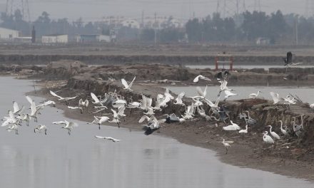 Photo: Fujian Chenying, by inmediahk