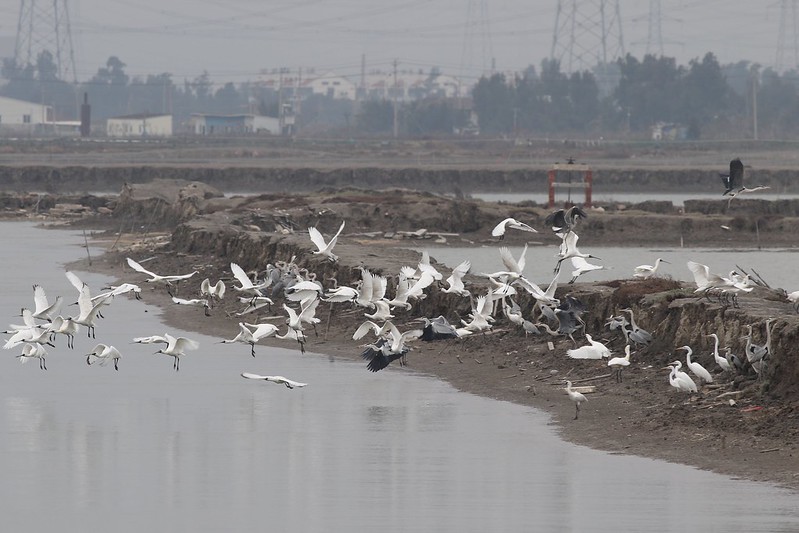 Photo: Fujian Chenying, by inmediahk