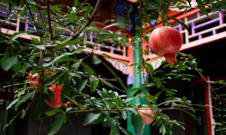 Photo: Pomegranate Tree, by Mitch Altman