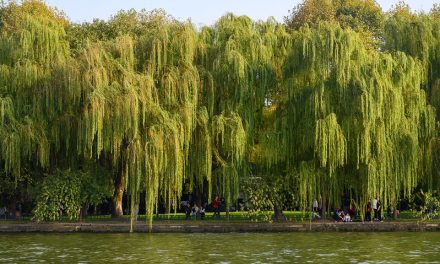 Photo: Untitled (Hangzhou), by xiquinhosilva