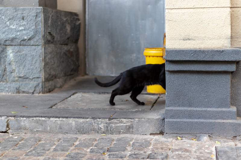 Photo: cat photo in Guangzhou city, by zhizhou deng