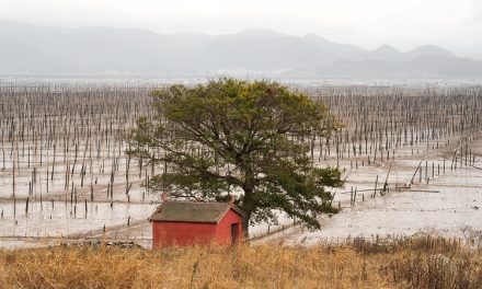 Photo: The Seaweed Cabin, by Alex Berger