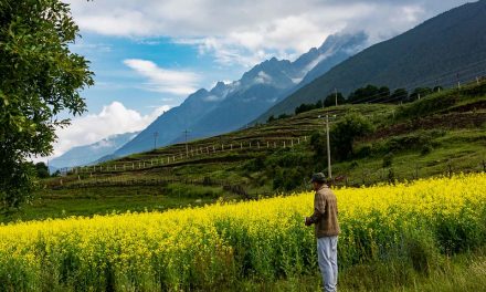 Photo: Canola in Yunnan, by Rod Waddington