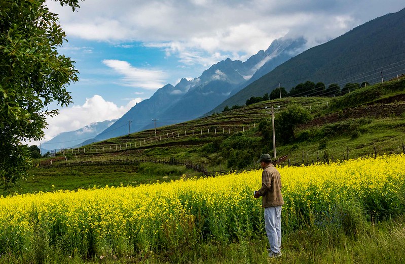 Photo: Canola in Yunnan, by Rod Waddington