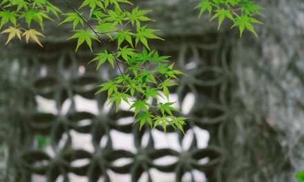 Photo: Garden of Cultivation 艺圃, by Megan Wong