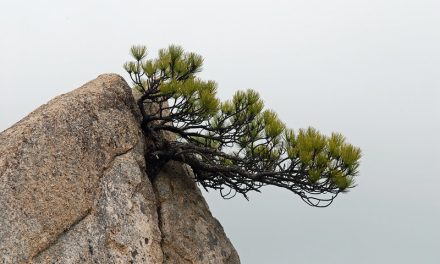 Photo: Natural bonsai pine, by Nicholas Turland
