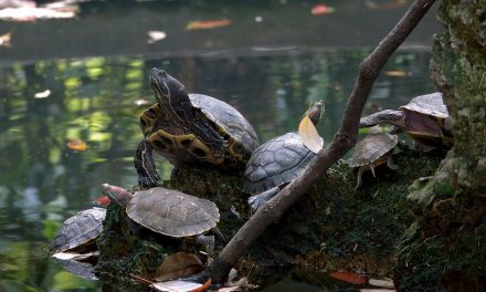Photo: The Turtle pond, by Aardwolf6886