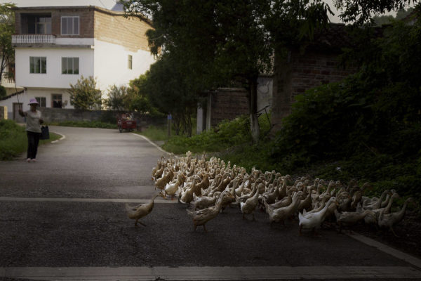 A large flock of ducks crossing a road