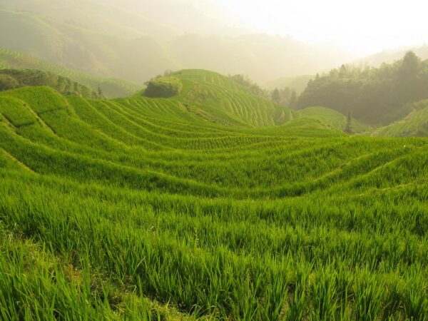 Terraced rice fields with golden mist in background