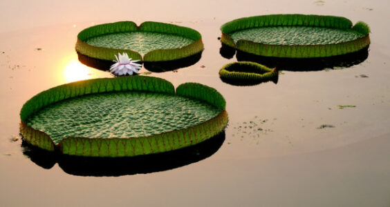 Photo: Baiyangdian lotus in different poses and with different expressions, by llee_wu