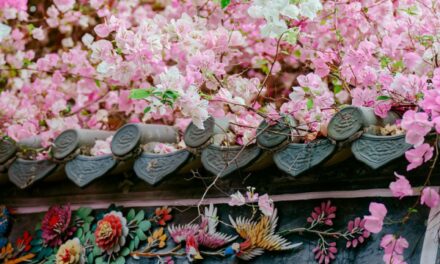 Photo: Bougainvillea in bloom, by QuantFoto