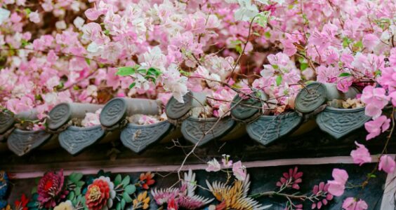 Photo: Bougainvillea in bloom, by QuantFoto
