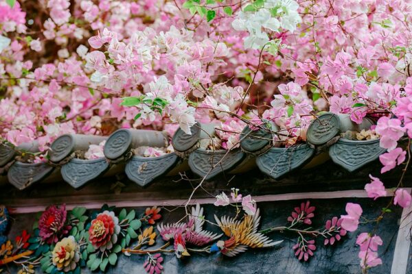 A profusion of pink Bougainvillea adorns a traditional Chinese grey-green tiled rooftop.