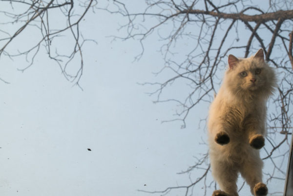 Photo: Cat, by Lei Han