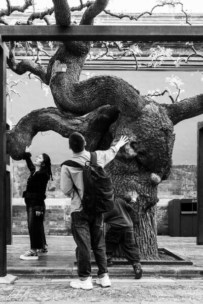 Several people—a woman, a man, and a young boy—place their hands on the vast trunk of an ancient tree and gaze up in fascination at its spectacularly gnarled branches and sparse foliage. Behind the tree is a high courtyard wall topped with traditional tilework.