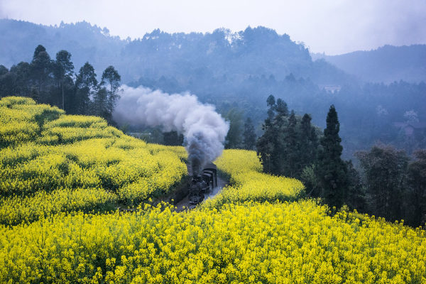 Photo: Early morning tourist 30″ gauge tourist train in the flower sea, by Zezhou Wang