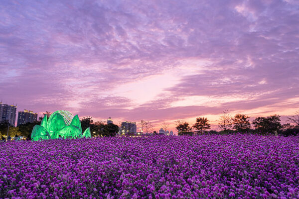 Beneath a pink and lavender sky is a field of electric purple flowers. At left, in one corner of the field, is a flower-shaped jade green pavilion with a few people visible around it. Beyond the field, some trees and high residential buildings are visible.