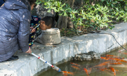 Photo: feeding the fishes, by Jordi Payà Canals