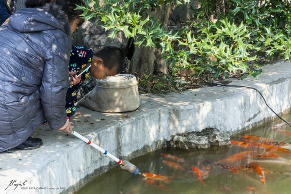 A little boy perches on the concrete verge of a pond, gazing down at the many colorful carp who have swum up to feed. A woman sitting next to the boy uses a bottle, mounted on a long stick, to feed the fish some kind of brown liquid.