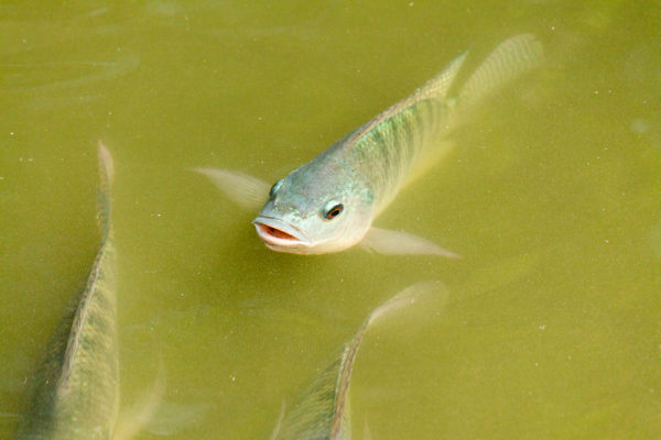 A gray carp peers out of the murky green water with its mouth open, as if to speak.