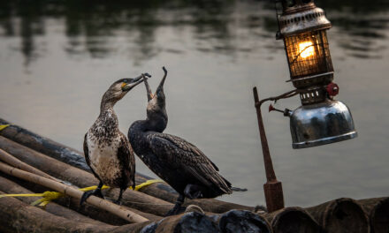 Photo: Fishing Cormorants, Yangshuo, by Rod Waddington