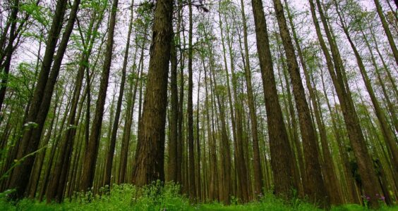 Photo: Forest Park Shanghai, China, by sung ming whang