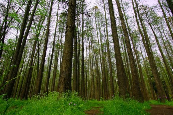 Bright green leaves, abundant ground vegetation, and flowers make this section of forest with dozens of towering trees feel like a cool and peaceful oasis.