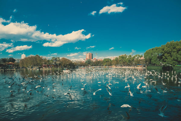 Under a perfect blue sky and puffy white clouds, hundreds of white birds whirl above the surface of a deep blue lake surrounded by lush green greens and residential buildings.