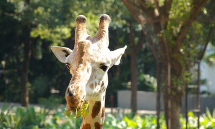 Photo: Guangzhou Zoo, by Mathias Apitz