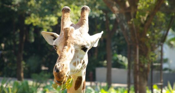 Photo: Guangzhou Zoo, by Mathias Apitz