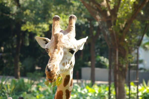 Close-up of the neck and face of a sleepy looking giraffe chewing leaves among the trees at the Guangzhou Zoo.