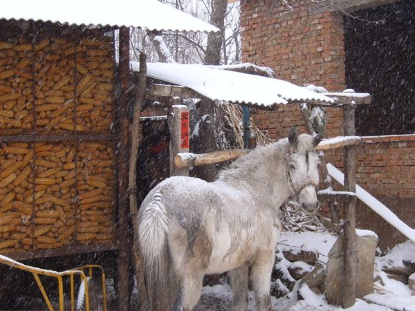 Photo: horse and corn crib, by 5u5