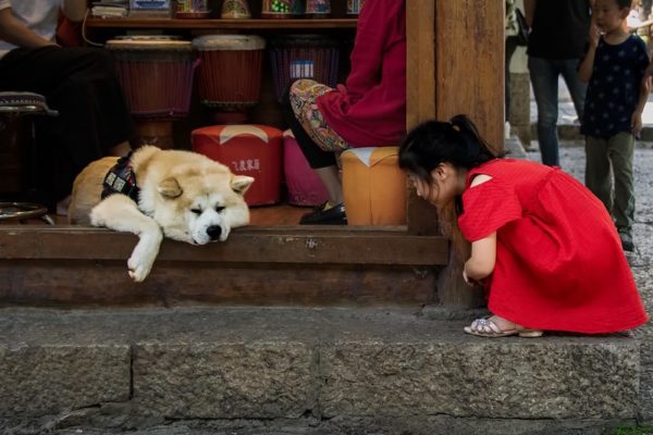 A little girl in a red dress squats down to peer at a glum-looking Shiba Inu lying on the floor of a traditional Yunnanese wooden shop.