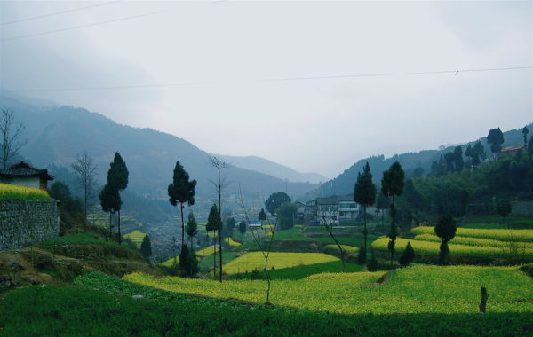 Looking down on a verdant valley on a misty morning, there is a patchwork of bright yellow canola fields edged with dark green bushes, tall narrow trees, and a few traditional houses and rustic walls of piled stone.