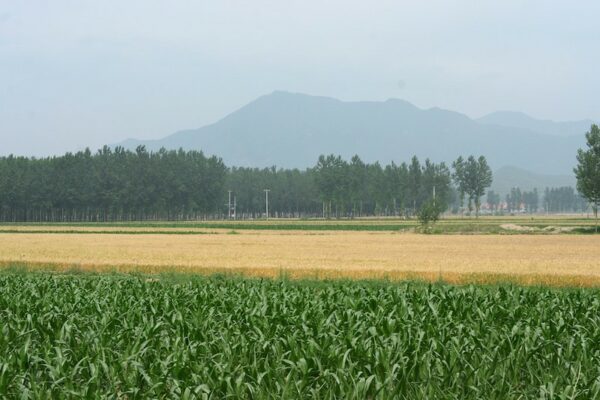 A series of fields, alternating to form stripes of bright green and pale yellow, stretch toward a distant copse of trees, beyond which is a low mountain range cloaked in haze.