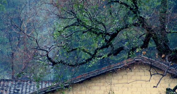 Photo: old tree, old house, by Xianyi Shen