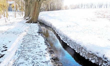 Photo: Snow Beauty, by Efrat Katz