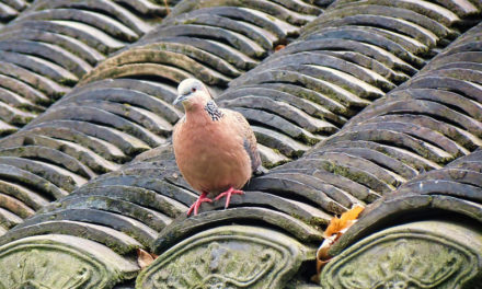 Photo: Spotted Dove – Spilopelia chinensis, by Aardwolf6886