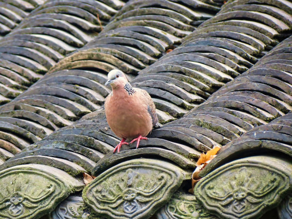 Photo: Spotted Dove – Spilopelia chinensis, by Aardwolf6886