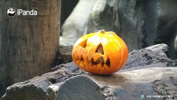 A squat, carved jack-o-lantern grins from its perch on some cut tree trunks in a panda enclosure in Chengdu, Sichuan province.