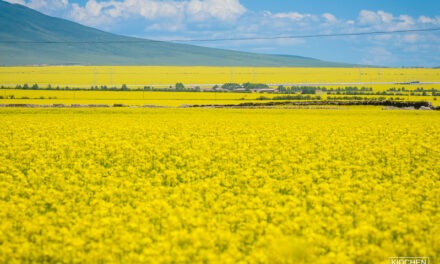 Photo: Untitled (Qinghai), by kc915@@@