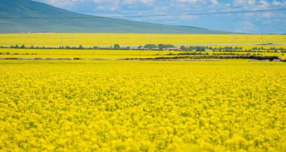 Photo: Untitled (Qinghai), by kc915@@@