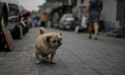 Photo: Where to? A pug looks lost in a hutong in Beijing, by Jens Schott Knudsen