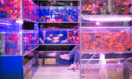 Photo: Xi’an | fish store, by Tauno Tõhk